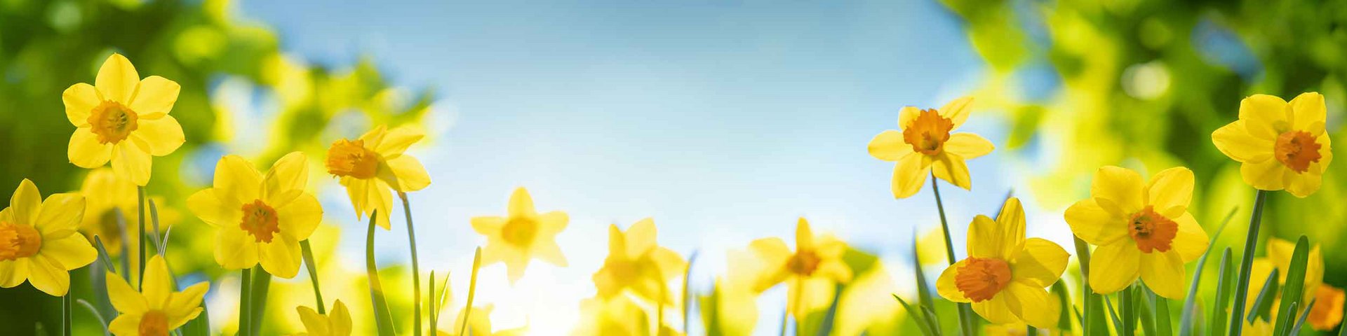 En blomstereng med mange gule påskeliljer, der står i grønt græs. Solens stråler skinner gennem nogle blade i baggrunden, hvilket skaber en lys og livlig atmosfære.